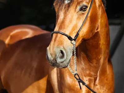 Foxhunter's Pride