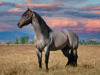Foxhunter's Pride