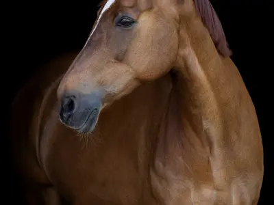Foxhunter's Pride