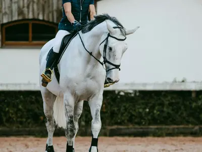 Conquistador