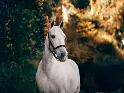 Cheyenne