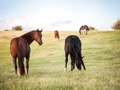 Outback King